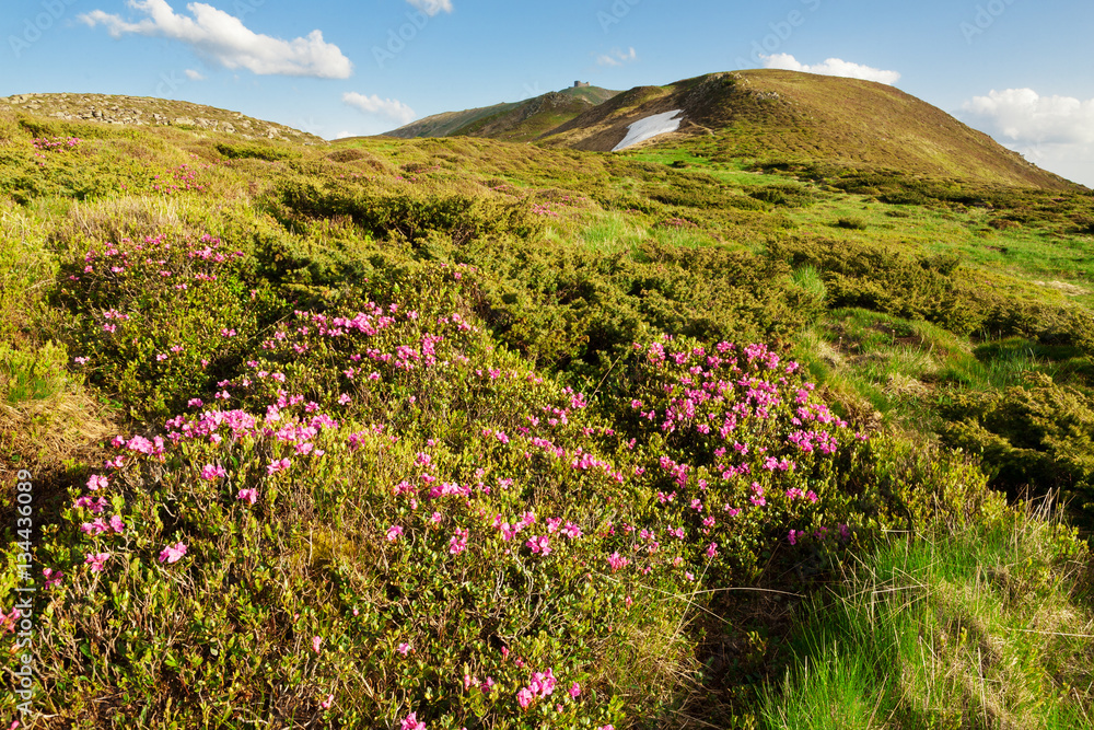 Obraz premium The slopes of the mountains covered with blooming rhododendrons. Carpathians.