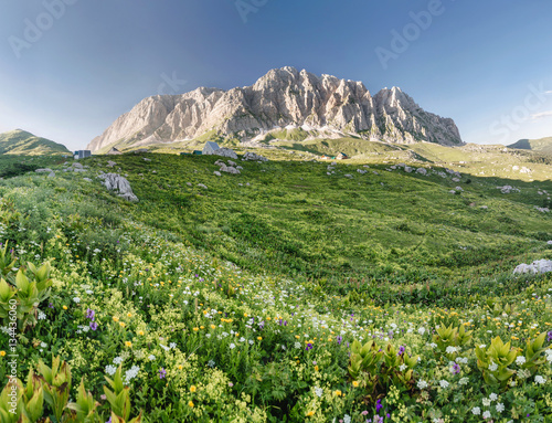 Alpine meadow closeup with blooming wildflowers at the rocky mountains background