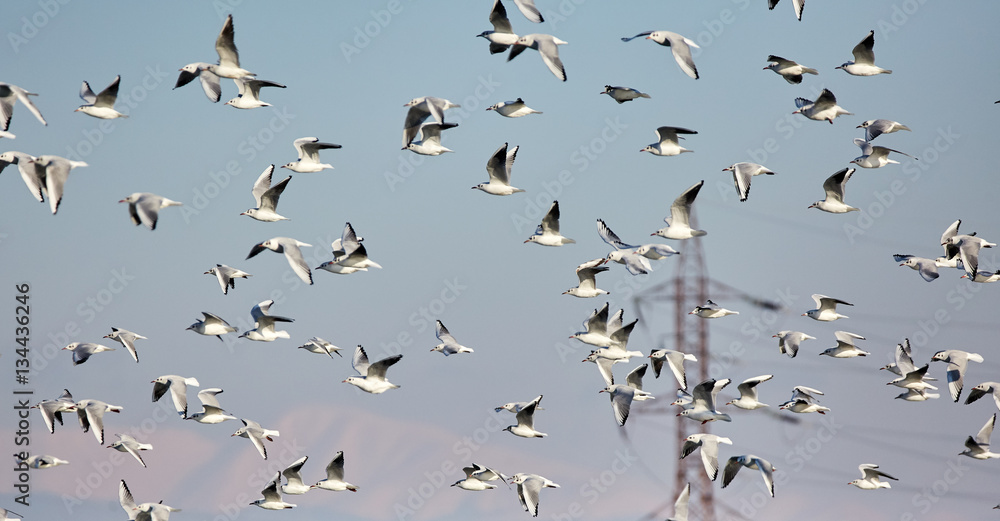 Flock of black headed gulls in flight