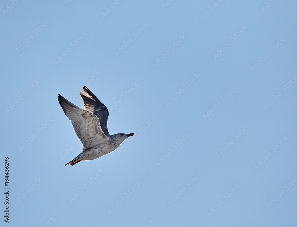 Caspiann gull in flight
