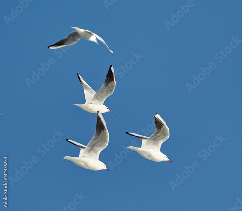 Black headed gulls flying