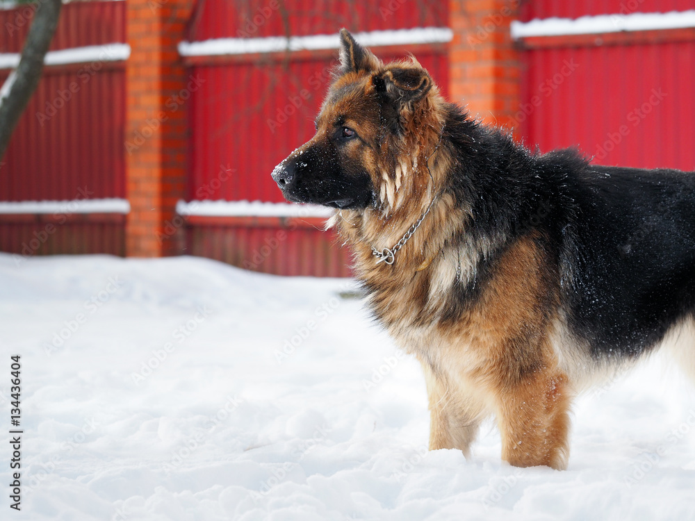 Beautiful big dog. The dog's face in the snow. Portrait of a shepherd ...