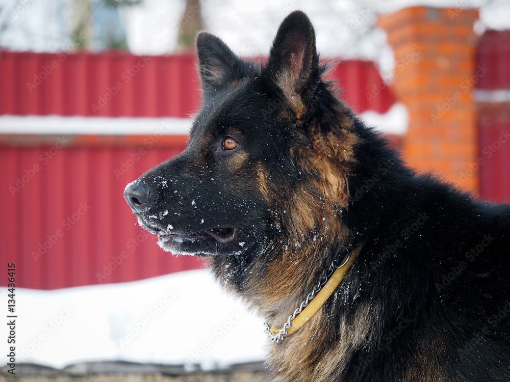 Beautiful big dog. The dog's face in the snow. Portrait of a shepherd ...
