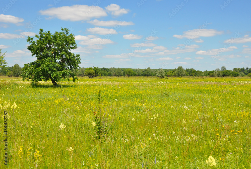 Lonely tree in the meadow . A Tree In The Meadow with landscape, clouds, grass, flowers. Meadow with Tree Photo.