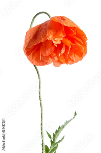 Fototapeta Naklejka Na Ścianę i Meble -  single red poppy