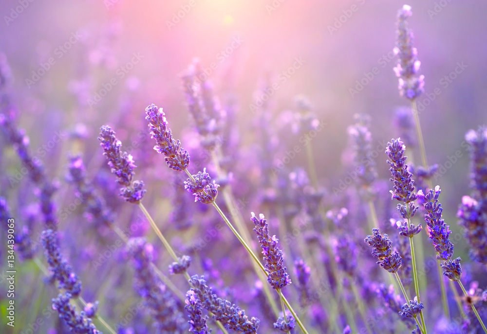 Fototapeta premium Lavender field at sunset. Provence, France