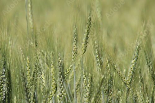 green wheat field