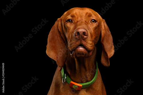 Close-up Portrait of Hungarian Vizsla Dog with collar looking in camera on isolated black background  front view