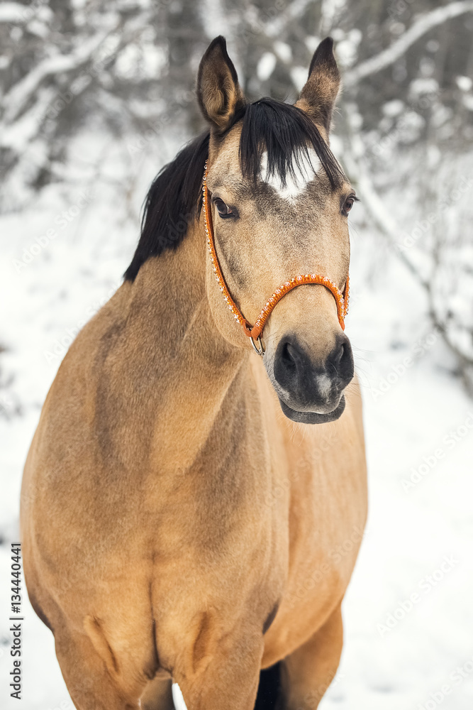 Portrait of cream-coloured Trakehner horse Portrait of cream-coloured Trakehner horse
