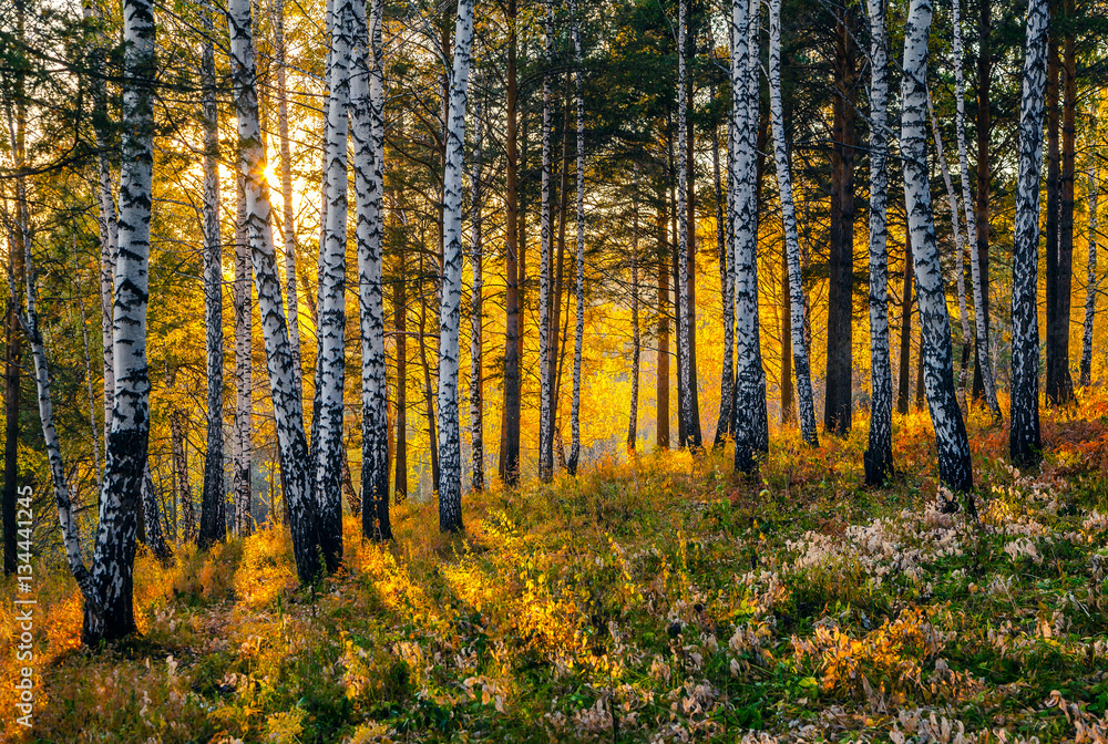 Autumn Sunset in the Siberian taiga.