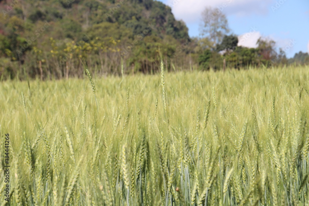 Fototapeta premium green wheat filde