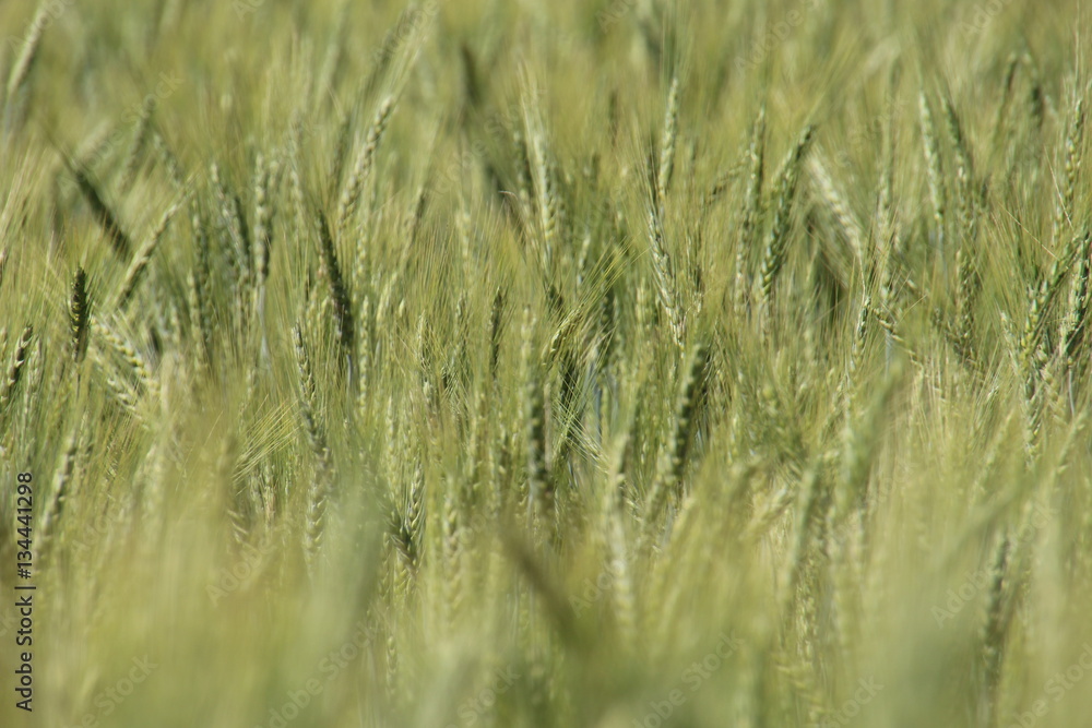 Fototapeta premium green wheat filde