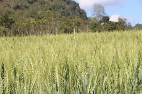 green wheat filde