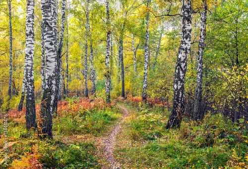 Fototapeta samoprzylepna Jesień w lesie brzozowym.