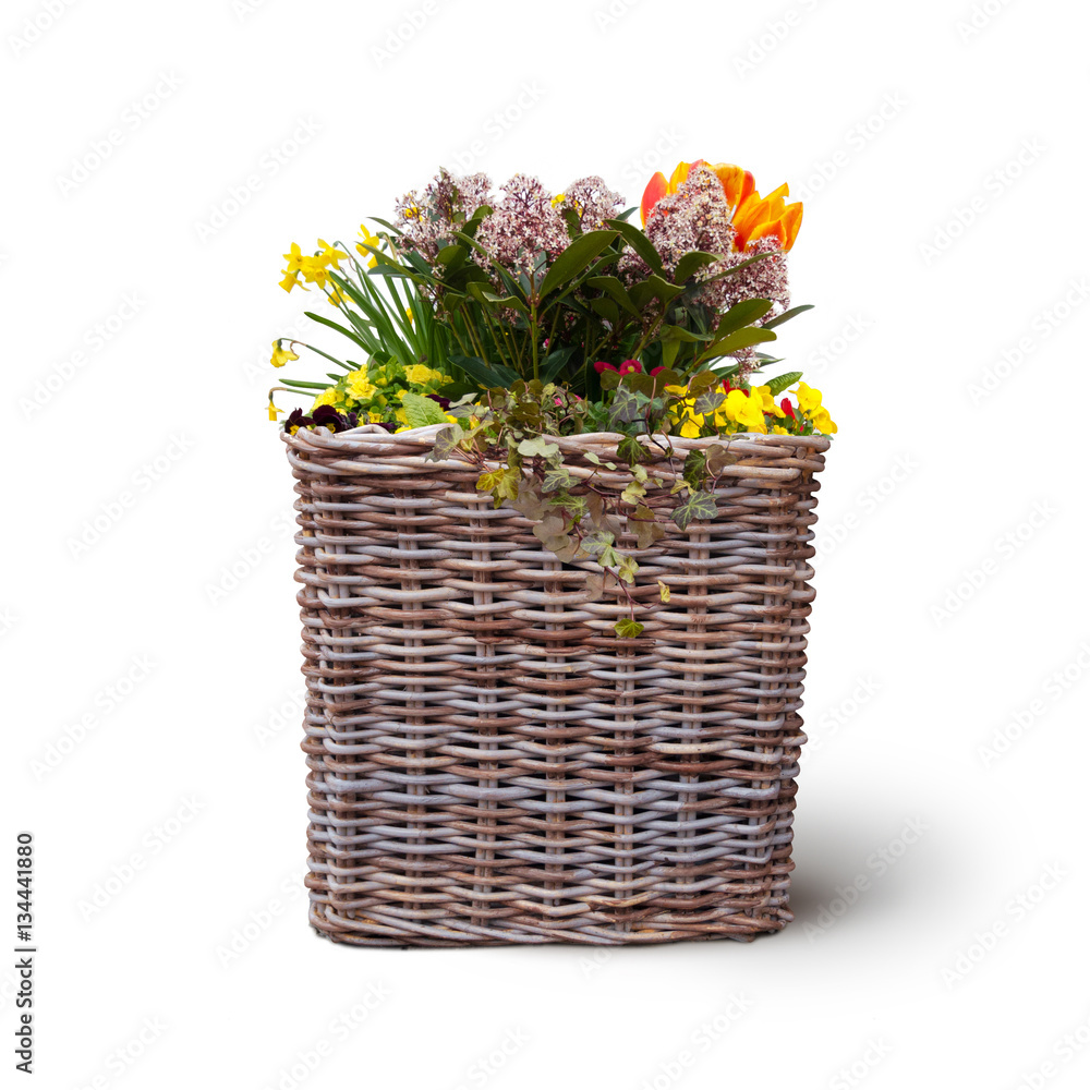 Pflanzkorb mit Blumen freigestellt auf weißem Hintergrund