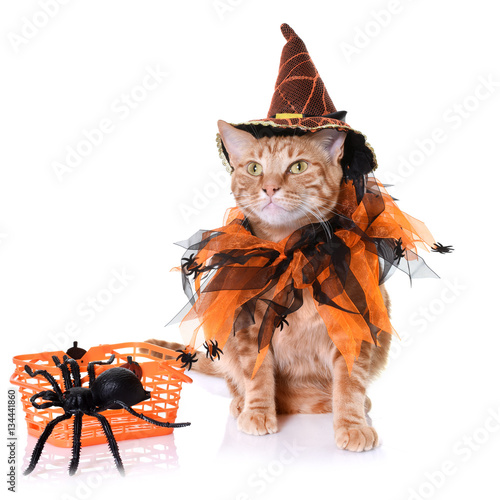 Fototapeta Naklejka Na Ścianę i Meble -  ginger cat and halloween