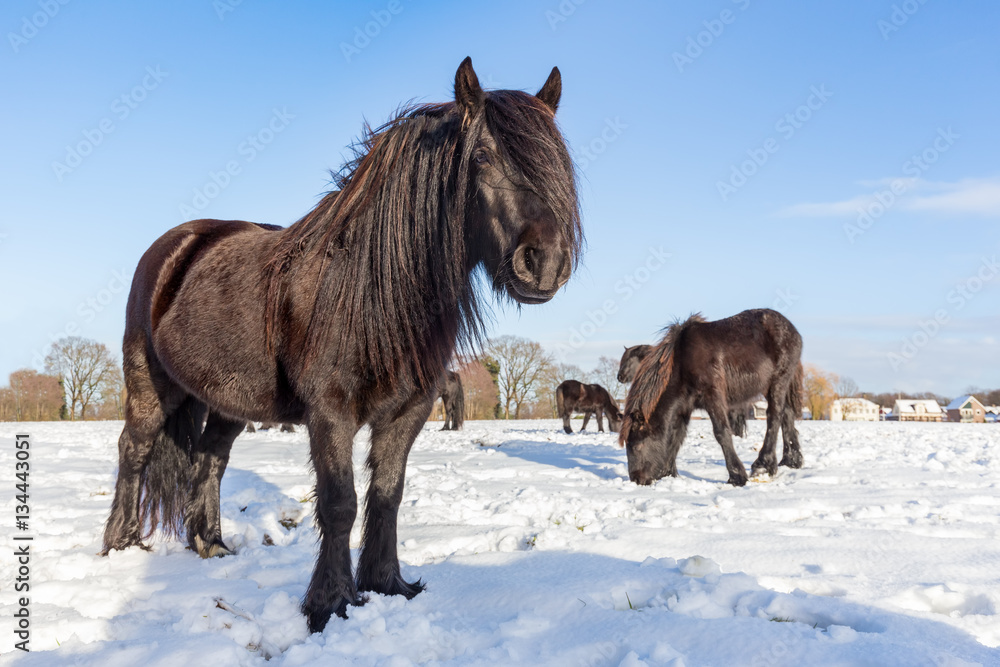 Black frisian horses in winter snow Black frisian horses in winter snow