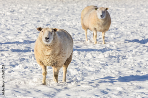 Two sheep standing in snow during winter