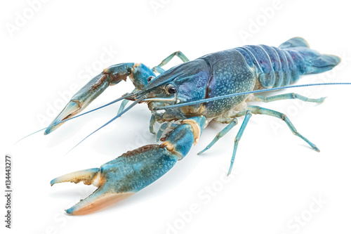 Blue crayfish - Fresh water Lobster on white background