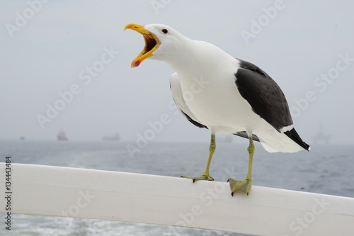 Möwe auf Boot, Wavisbay, Namibia