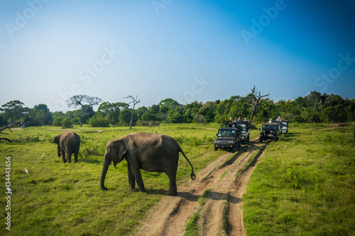 Elephant safari at Minneriya national park at Sri Lanka