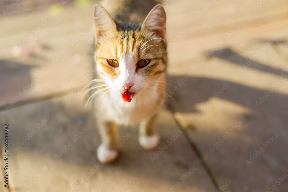 Village ginger cat shows tongue