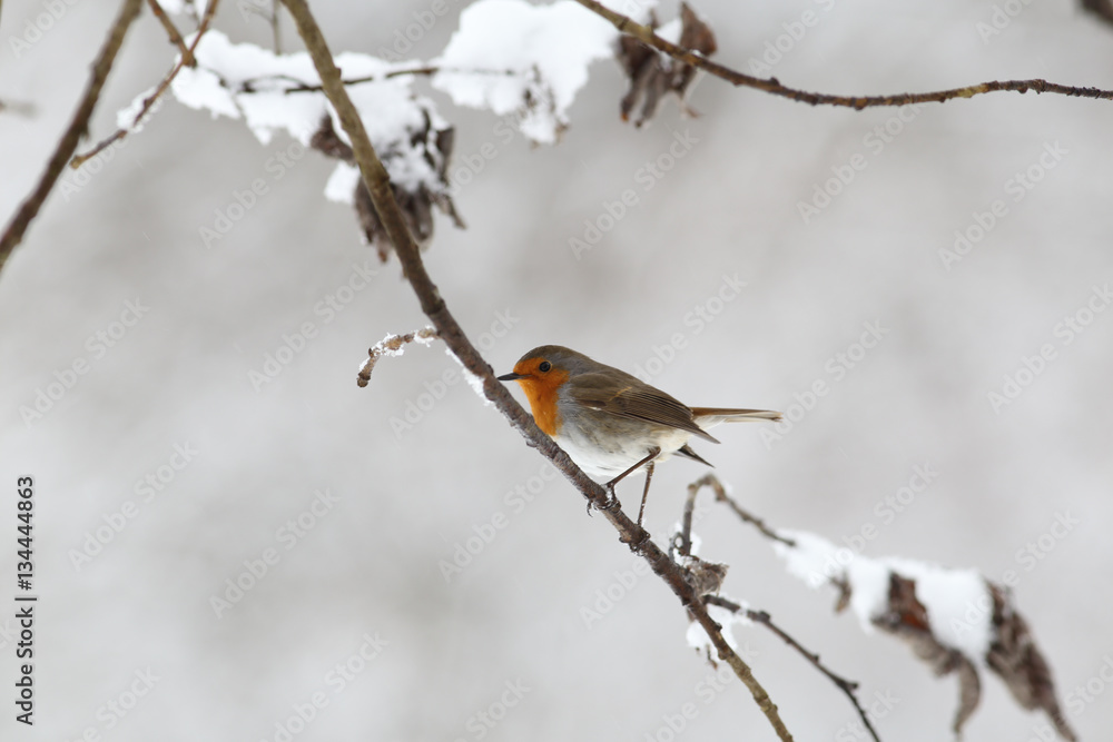Robin is sitting sideways on a snow-covered branch Robin is sitting sideways on a snow-covered branch