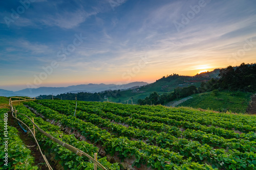 sunset at strawberry field on a hill in northern of thailand..