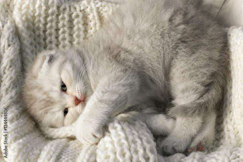 Cute little gray kitten lying on a soft blanket.