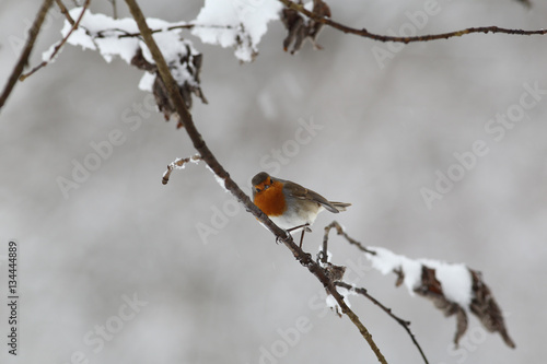 Robin is sitting sideways on a snow-covered branch