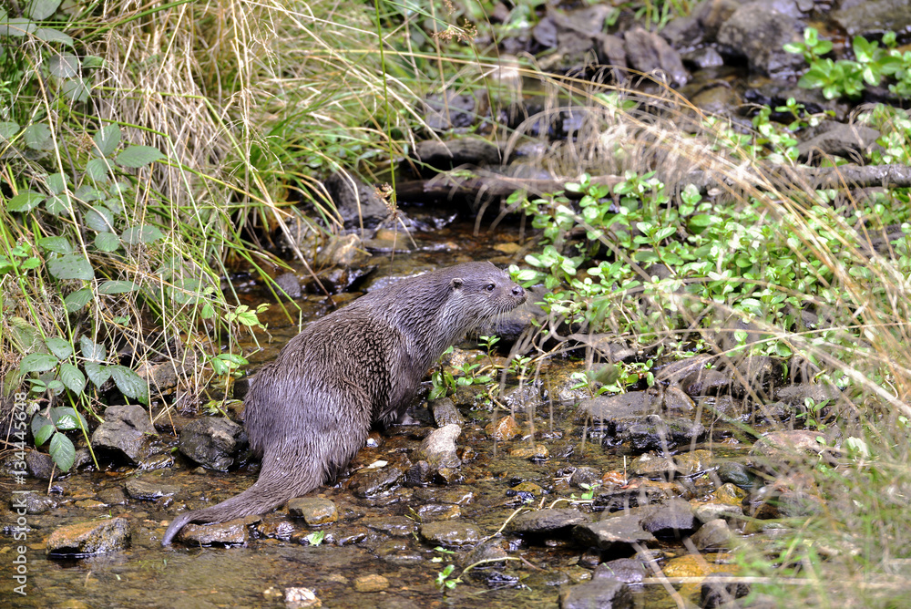 Fischotter im Bach Fischotter im Bach