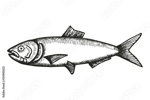 anchovy fish sketch. vector illustration