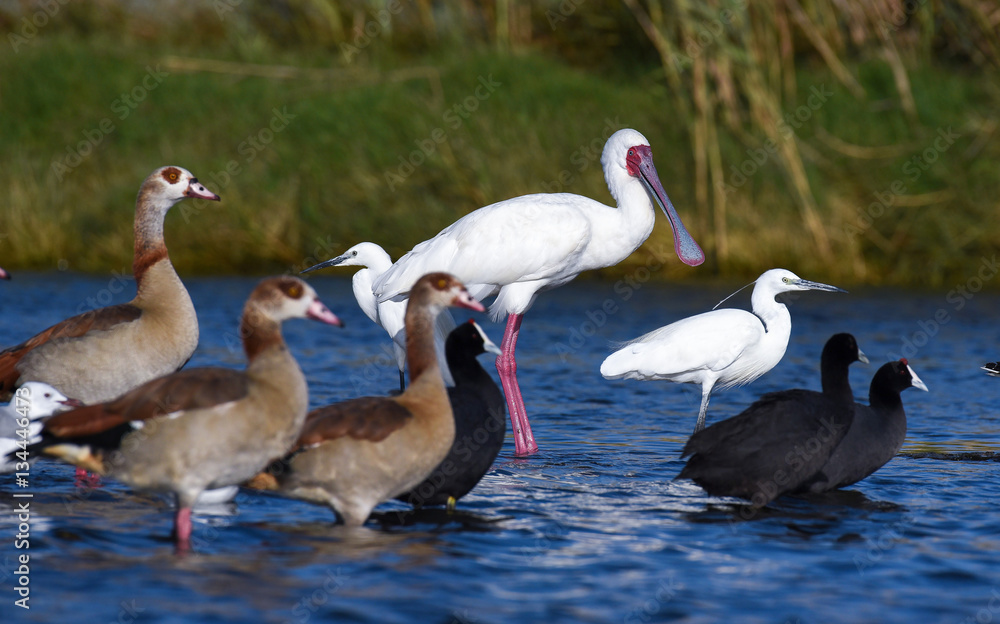 Obraz premium wading birds