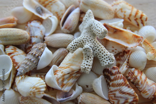 A variety of seashells closeup.