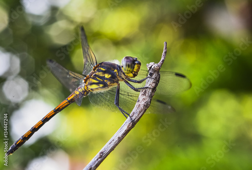 Dragonfly on branch © sadagus