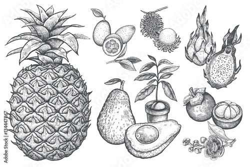 Set of vector exotic fruits in the style of vintage prints.