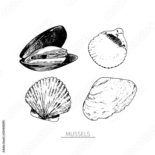 Vector hand drawn set of seafood icons. Isolated clams. Engraved art. Delicious marine food menu sketched objects.