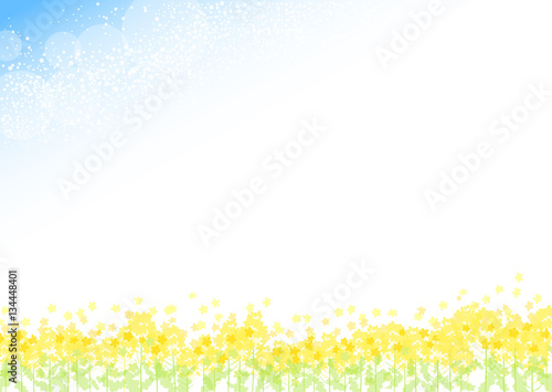 菜の花　青空　背景