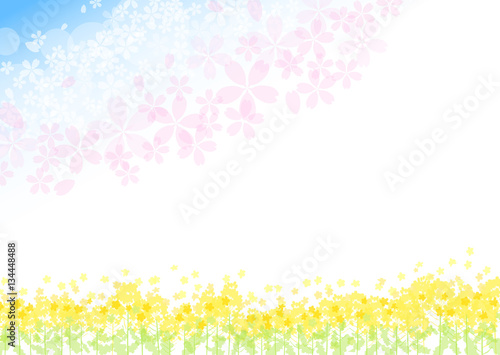 菜の花　桜　青空　背景