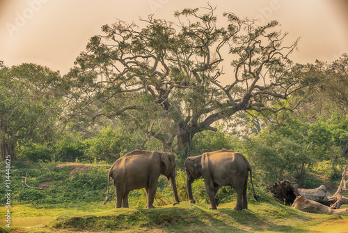 Sri Lanka: group of wild elephants in jungle of Yala National Park 