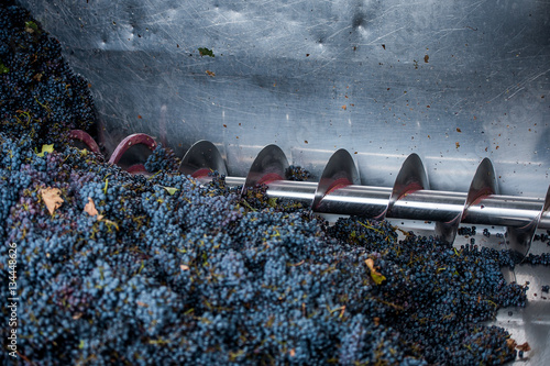 grape processing on the machine