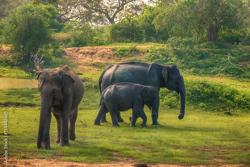 Sri Lanka  group of wild elephants in jungle of Yala National Park   