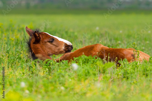 Fototapeta Naklejka Na Ścianę i Meble -  Bay foal sleeping in spring pasture