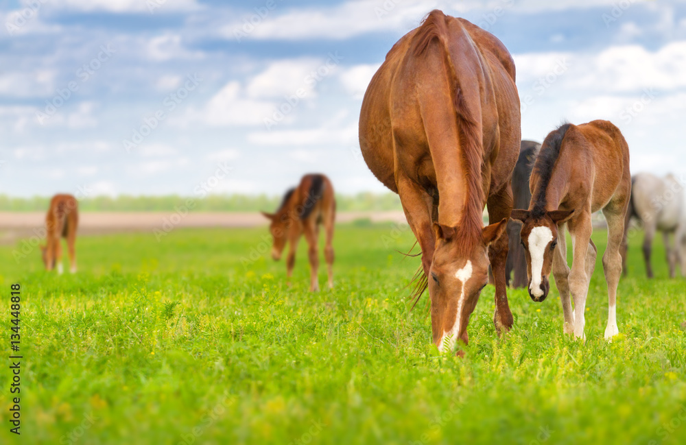 Mare and foal grazing in spring pasture