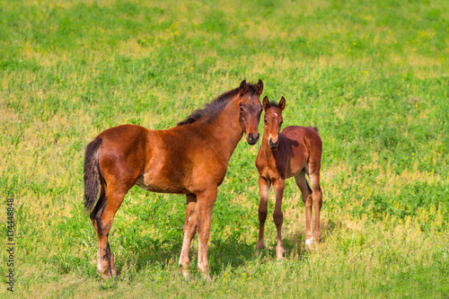 Two colt standing in spring green field