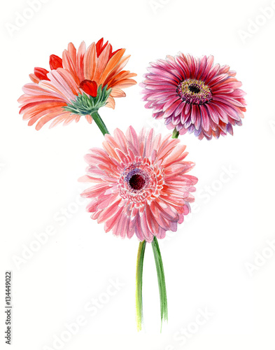 Bouquet gerberas. Watercolor sketch. Isolated on white background