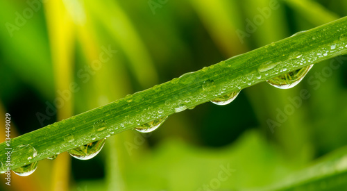 Grops of dew on grass