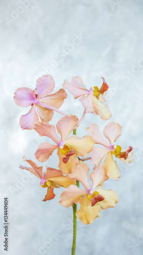Pink orchid on a gray background.