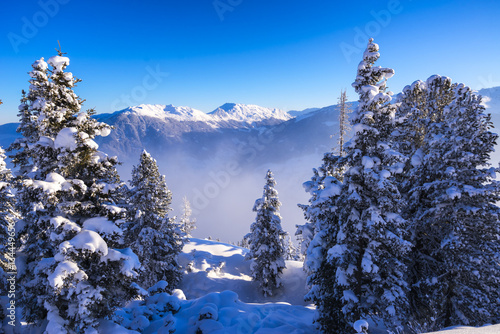 Schneebedeckte Tannen im Zillertal photo