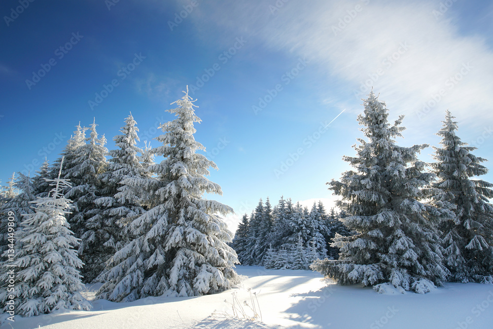 Tannen im Winterkleid